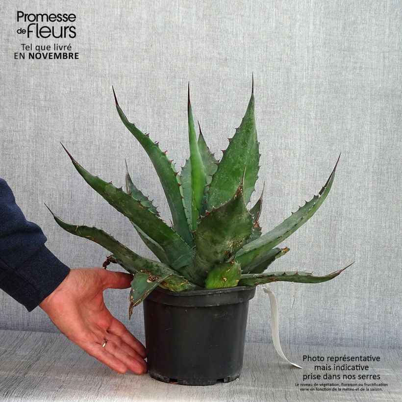 Esimerkki syksyllä toimitetusta Titaaniagaave - Agave salmiana 3 litran/4 litran ruukku-taimesta