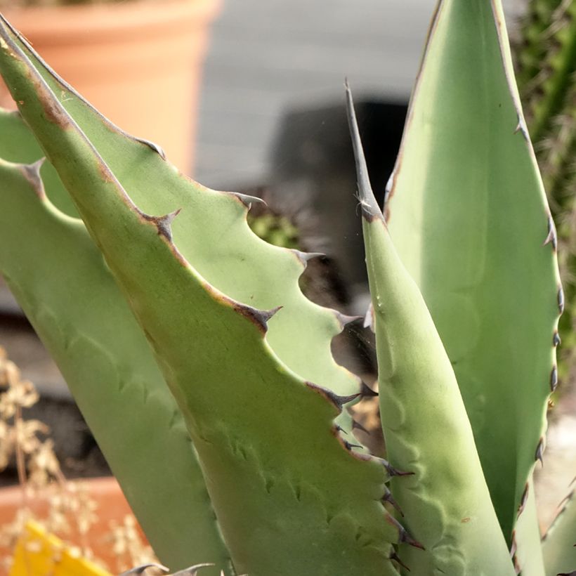 Titaaniagaave - Agave salmiana subsp. crassispina (Lehvistö)