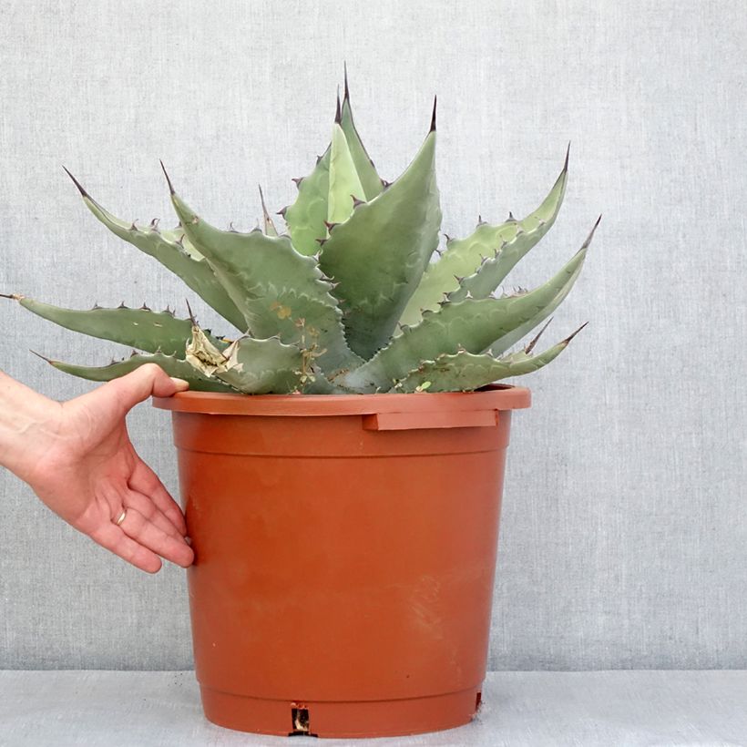 Esimerkki kesällä toimitetusta Agave salmiana subsp. crassispina Pot de 12L/15L, 40/50 diamètre-taimesta