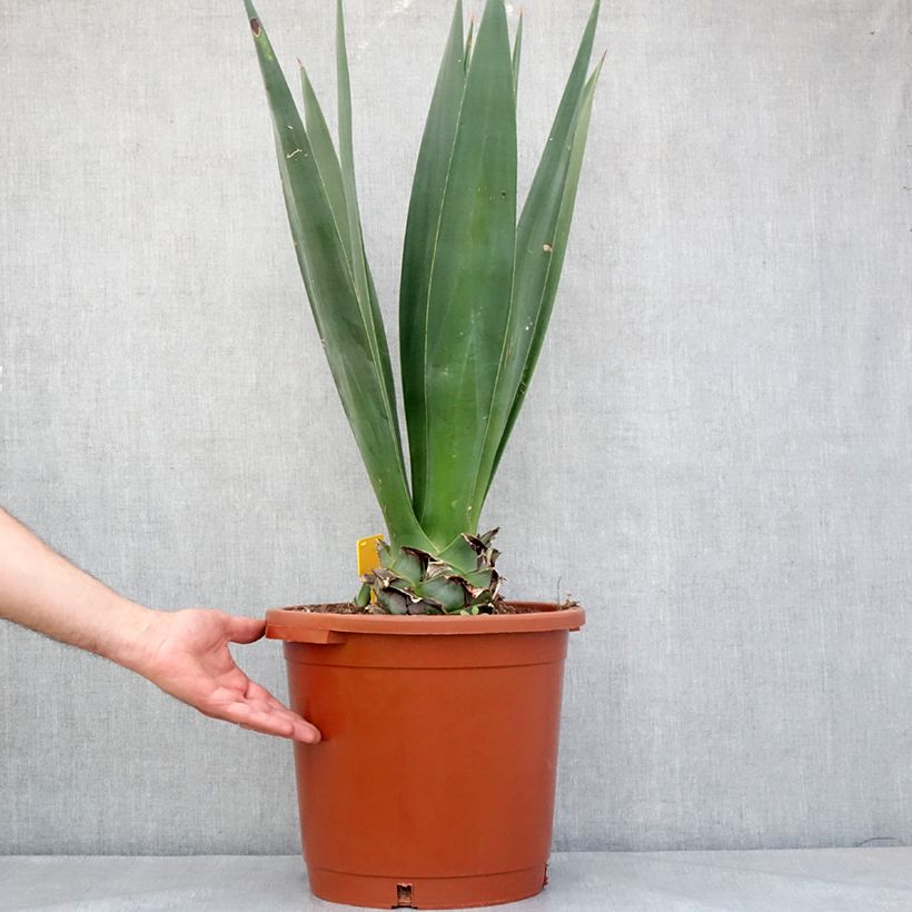 Esimerkki keväällä toimitetusta Agave sisalana - Sisal Pot de 12L/15L, 40/50 diamètre-taimesta