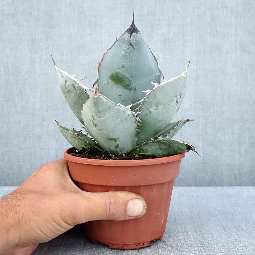 Esimerkki kesällä toimitetusta Agaave - Agave titanota Ruukku 12 cm / 13 cm-taimesta