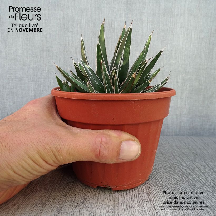 Esimerkki syksyllä toimitetusta Kruunuagaave - Agave victoriae-reginae 12 cm / 13 cm ruukku-taimesta