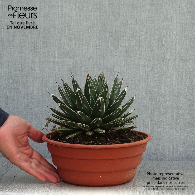 Esimerkki syksyllä toimitetusta Kruunuagaave - Agave victoriae-reginae 4 litran/5 litran ruukku-taimesta