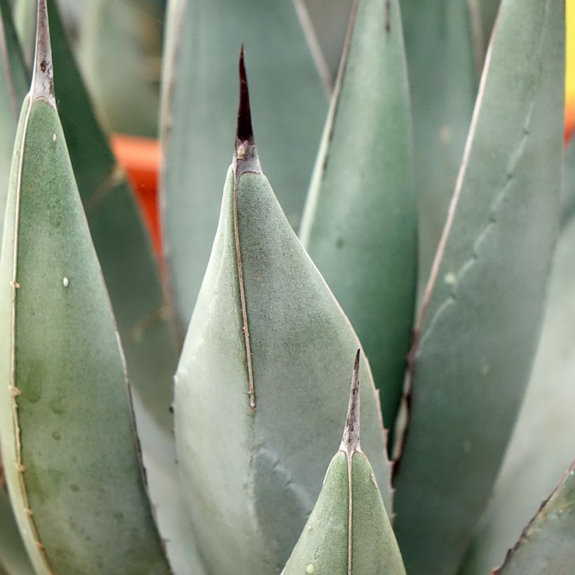 Agaave - Agave nickelsiae x asperrima (Lehvistö)