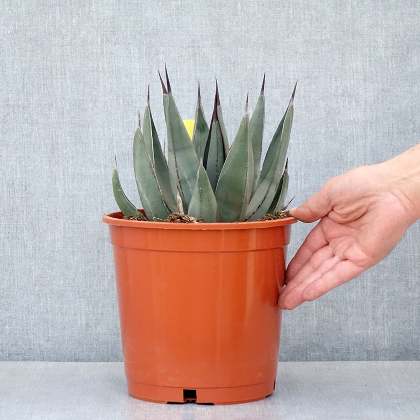 Esimerkki kesällä toimitetusta Agaave - Agave nickelsiae x asperrima Pot de 4L/5L-taimesta