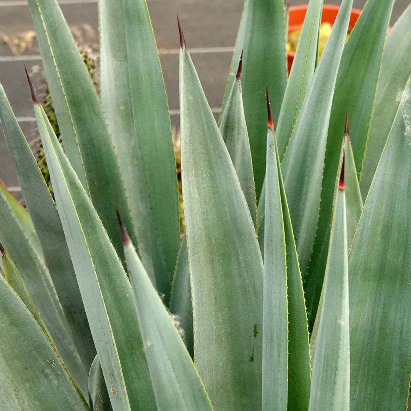 Agaave Winteriana (Lehvistö)