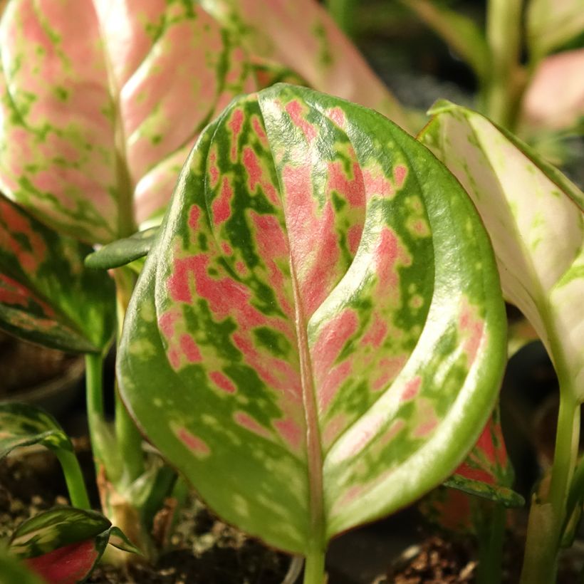 Aglaonema Beauty (Lehvistö)