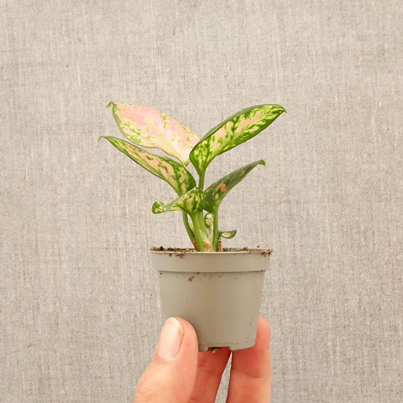 Esimerkki keväällä toimitetusta Aglaonema Beauty Mini-plante-taimesta