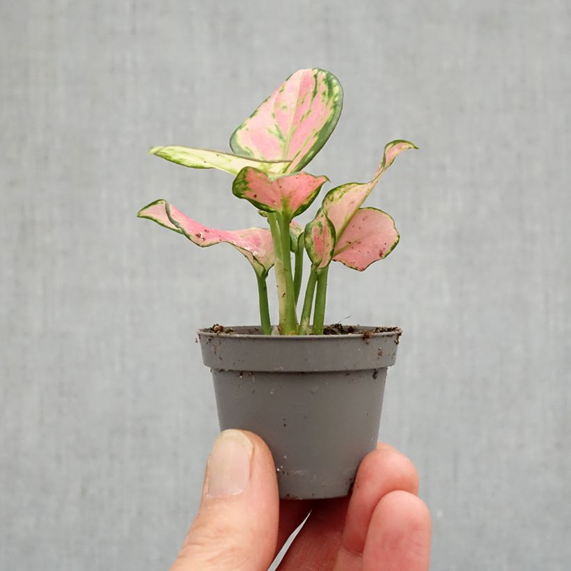 Esimerkki keväällä toimitetusta Aglaonema Rich Red Minikasvi-taimesta