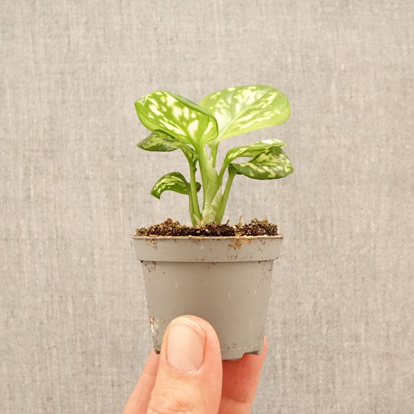 Esimerkki keväällä toimitetusta Sulkalaikkuvehka Variegata Pearls Minikasvi-taimesta