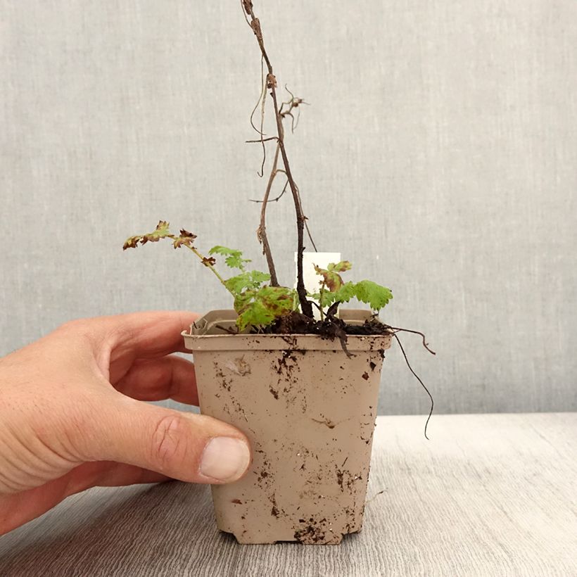 Esimerkki syksyllä toimitetusta Maarianverijuuri Alba 8/9 cm taimiruukku-taimesta