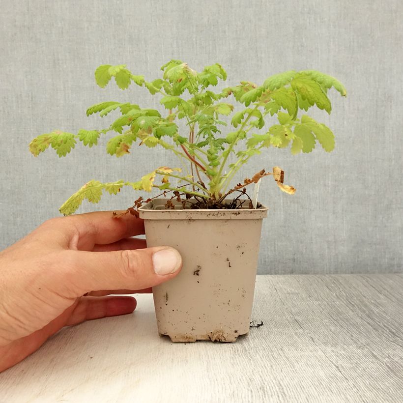 Esimerkki kesällä toimitetusta Maarianverijuuri - Agrimonia eupatoria Godet de 8/9 cm-taimesta