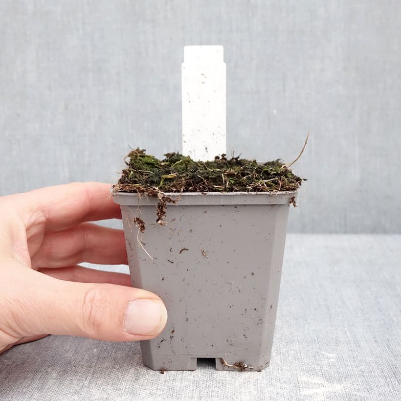Esimerkki talvella toimitetusta Ukkolaukka Purple Sensation Taimiruukku 8/9 cm Koko 14+-taimesta