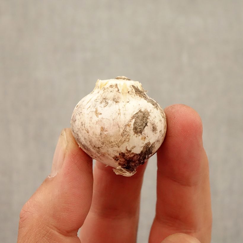 Esimerkki syksyllä toimitetusta Viinilaukka - Allium atropurpureum Sipuli Koko 8+-taimesta