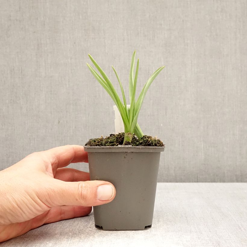 Esimerkki keväällä toimitetusta Viinilaukka - Allium atropurpureum Taimiruukku 8/9 cm Koko 8+-taimesta