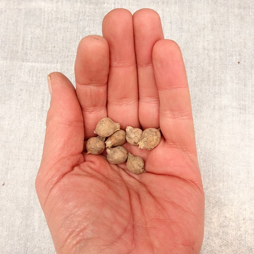 Esimerkki keväällä toimitetusta Sinilaukka - Allium caeruleum Bulbe size 4+-taimesta