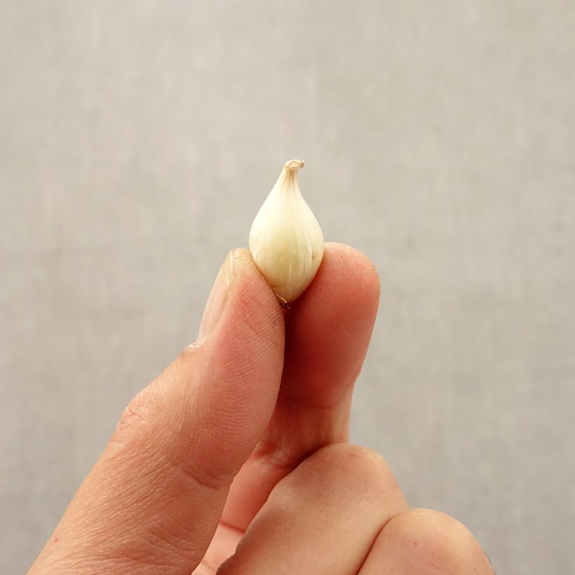 Esimerkki syksyllä toimitetusta Laukka - Allium caesium Bulbe size 5+-taimesta