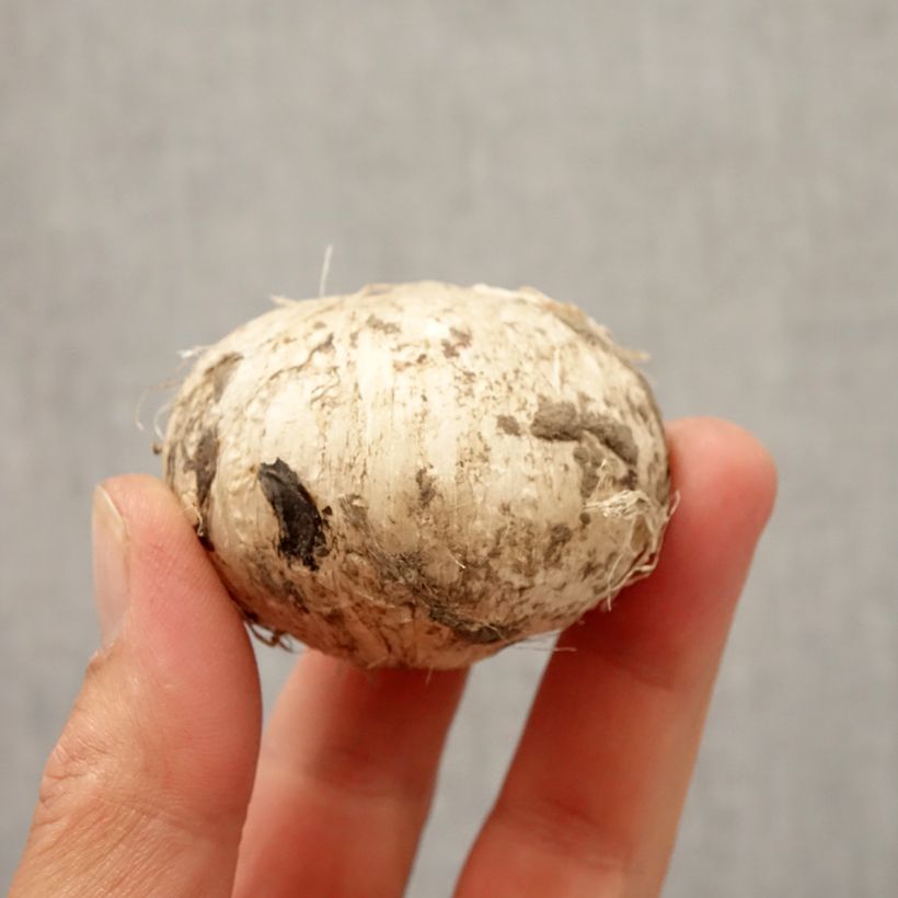 Esimerkki syksyllä toimitetusta Laukka Early Emperor Bulbe size 14+-taimesta