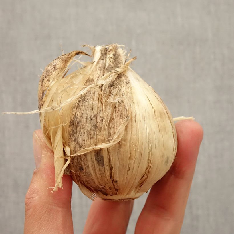 Esimerkki syksyllä toimitetusta Jättilaukka - Allium giganteum Bulbe size 20+-taimesta