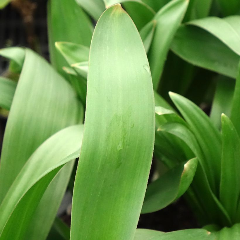 Jättilaukka - Allium giganteum (Lehvistö)