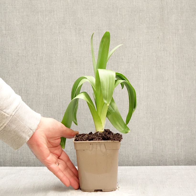 Esimerkki keväällä toimitetusta Jättilaukka - Allium giganteum Pot de 12 cm / 13 cm size 20+-taimesta