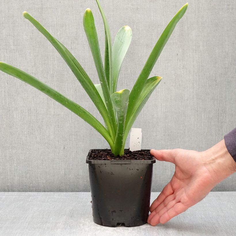 Esimerkki keväällä toimitetusta Ukkolaukka Gladiator Pot de 2L/3L size 18-taimesta