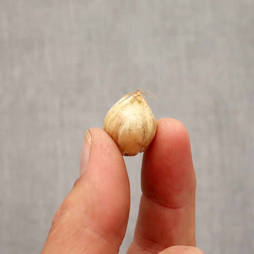 Esimerkki syksyllä toimitetusta Hietalaukka Hair Bulbe size 5+-taimesta