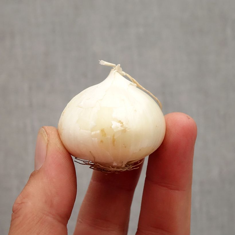 Esimerkki syksyllä toimitetusta Pallolaukka - Allium karataviense Bulbe size 10+-taimesta