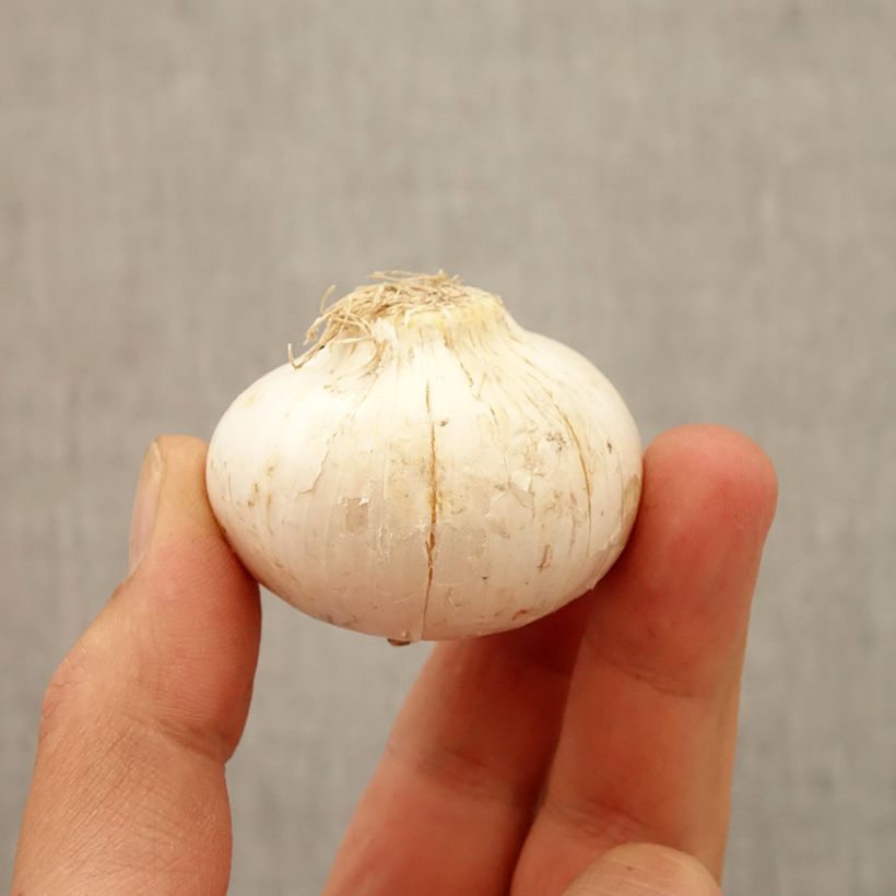 Esimerkki syksyllä toimitetusta Idänlaukka - Allium macleanii Bulbe size 20+-taimesta