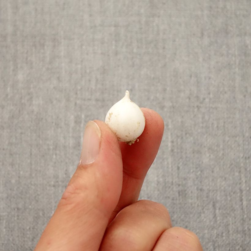 Esimerkki syksyllä toimitetusta Keltalaukka - Allium moly Bulbe size 5+-taimesta