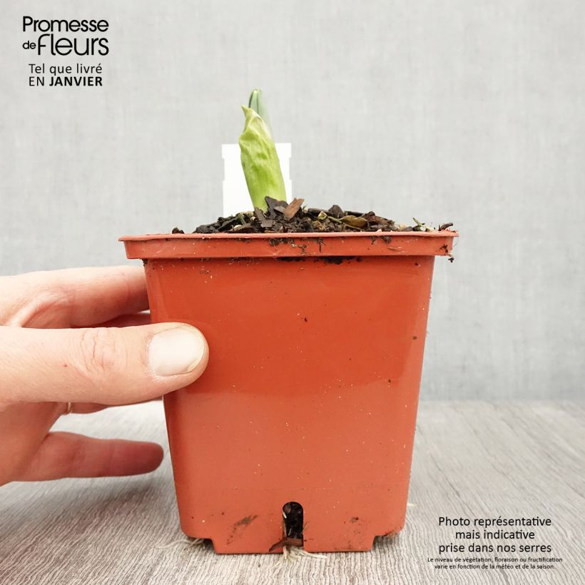 Esimerkki talvella toimitetusta Ail d'ornement - Allium Mont Blanc Pot de 1L/1,5L-taimesta