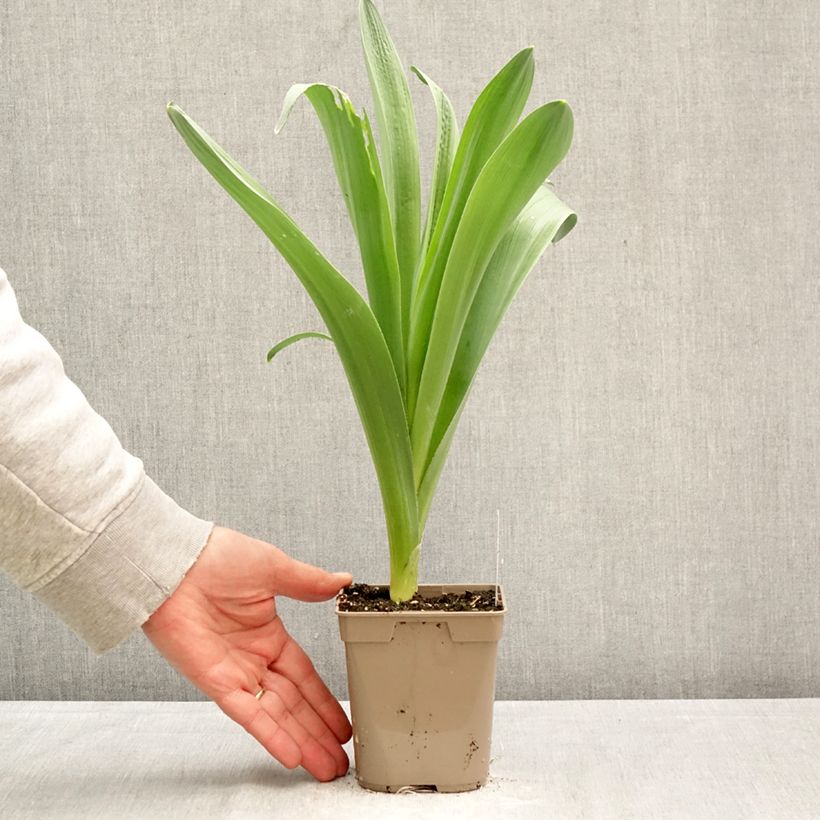 Esimerkki keväällä toimitetusta Sorjalaukka Mount Everest Pot de 12 cm / 13 cm size 18/20-taimesta