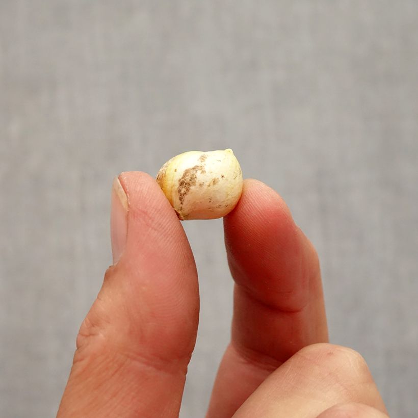 Esimerkki syksyllä toimitetusta Napolinlaukka - Allium neapolitanum Bulbe size 4+-taimesta