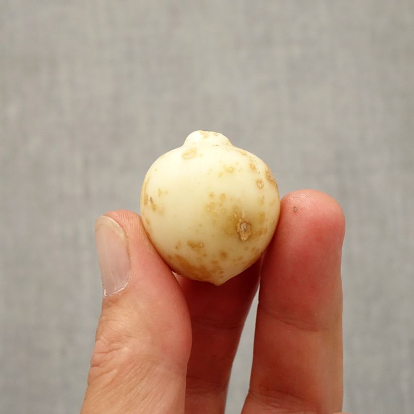 Esimerkki syksyllä toimitetusta Laukka - Allium nevskianum Bulbe size 10+-taimesta