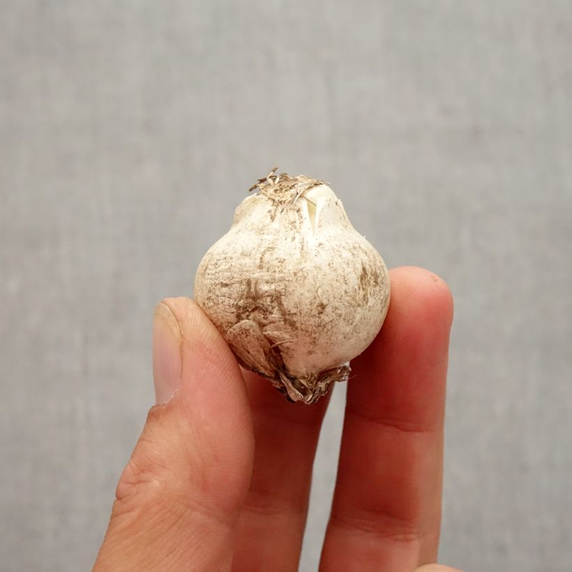 Esimerkki syksyllä toimitetusta Mustalaukka - Allium nigrum ssp multibulbosum Bulbe size 10+-taimesta