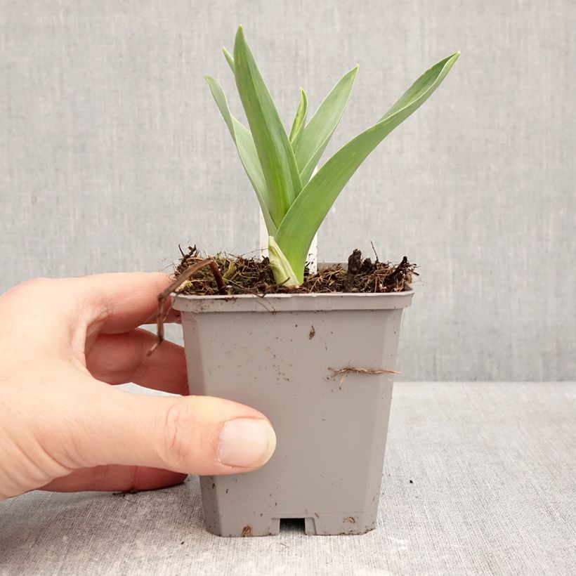 Esimerkki talvella toimitetusta Mustalaukka - Allium nigrum ssp multibulbosum Godet de 8/9 cm size 12+-taimesta