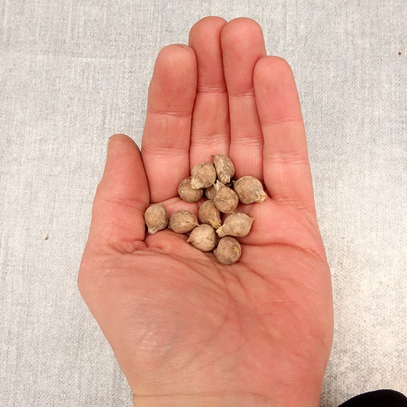 Esimerkki keväällä toimitetusta Laukka - Allium oreophilum Bulbe size 3-taimesta