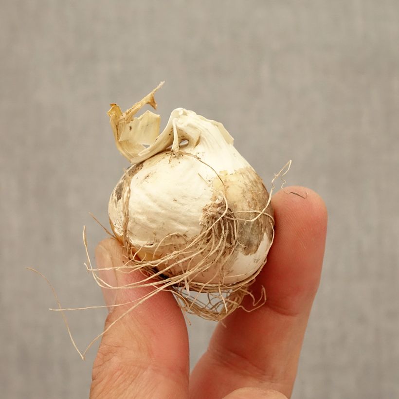 Esimerkki syksyllä toimitetusta Ail d'ornement - Allium Ostara Bulbe calibre 12+-taimesta