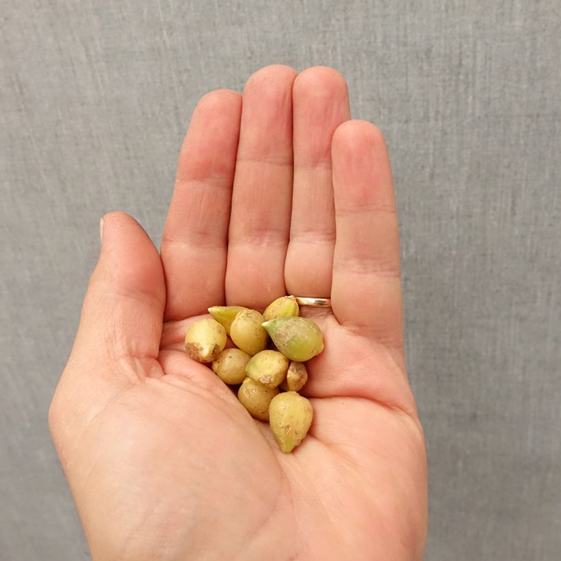 Esimerkki syksyllä toimitetusta Laukka - Allium paradoxum var. normale Bulbe size I-taimesta