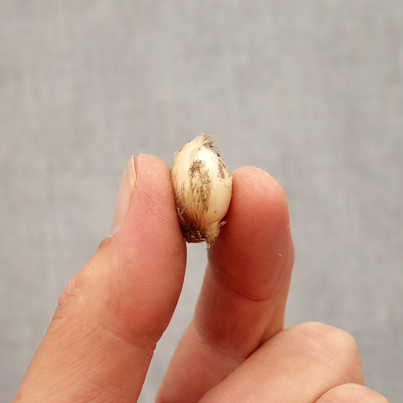 Esimerkki syksyllä toimitetusta Käärmeenlaukka Bizarre Bulbe size 5+-taimesta