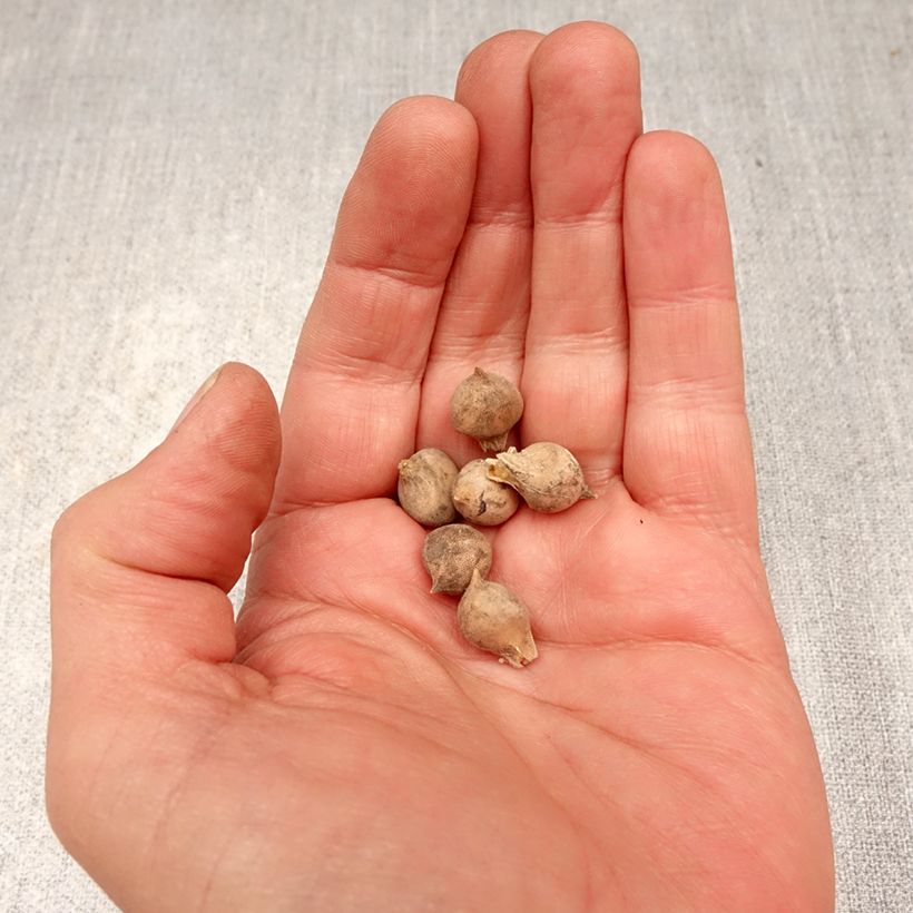 Esimerkki keväällä toimitetusta Kainolaukka - Allium roseum Sipulit Koko 4+-taimesta