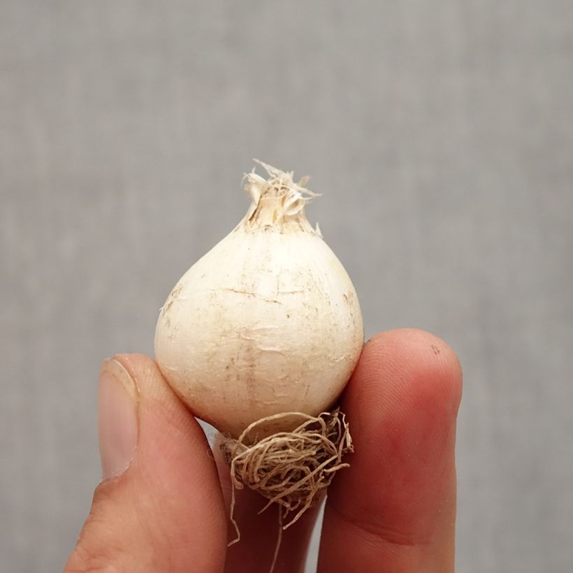 Esimerkki syksyllä toimitetusta Palestiinanlaukka - Allium schubertii Bulbe size 12+-taimesta