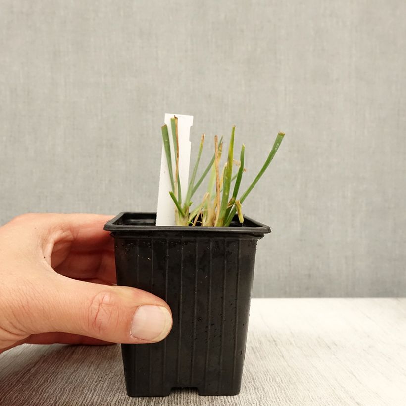 Esimerkki syksyllä toimitetusta Ail d'ornement - Allium senescens Lisa Blue Godet de 8/9 cm calibre I-taimesta
