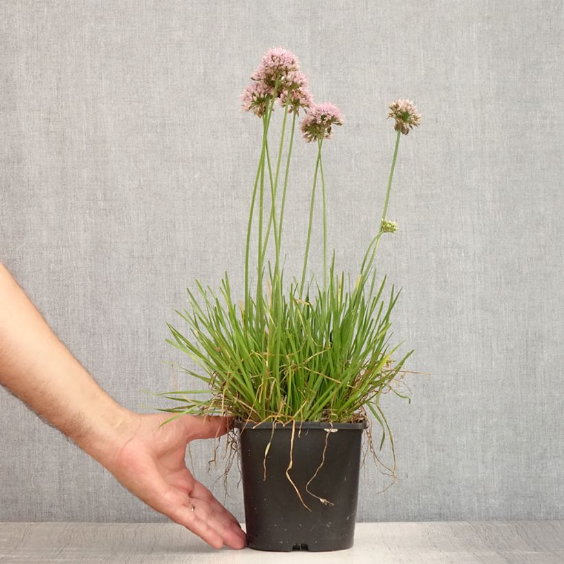 Esimerkki kesällä toimitetusta Ail d'ornement - Allium senescens Lisa Green Pot de 2L/3L-taimesta