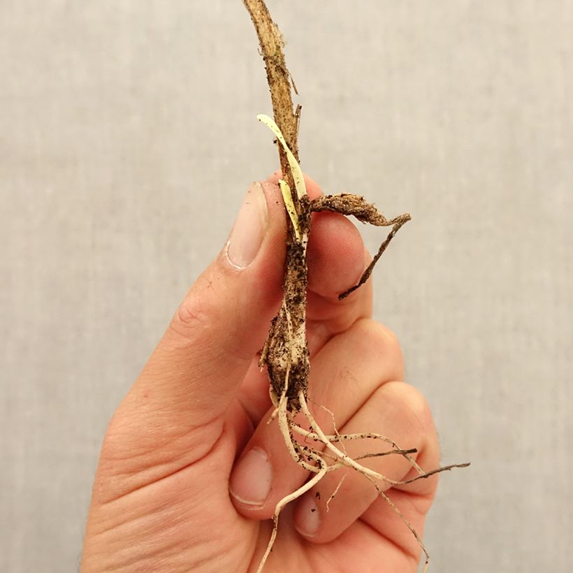 Esimerkki syksyllä toimitetusta Vaarinlaukka - Allium senescens subsp. montanum Bulbe size I-taimesta