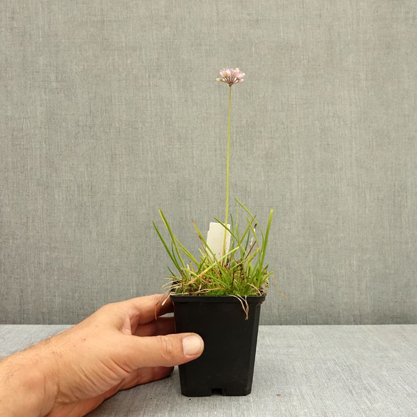 Esimerkki kesällä toimitetusta Vaarinlaukka - Allium senescens subsp. montanum 8/9 cm taimiruukku Koko I-taimesta