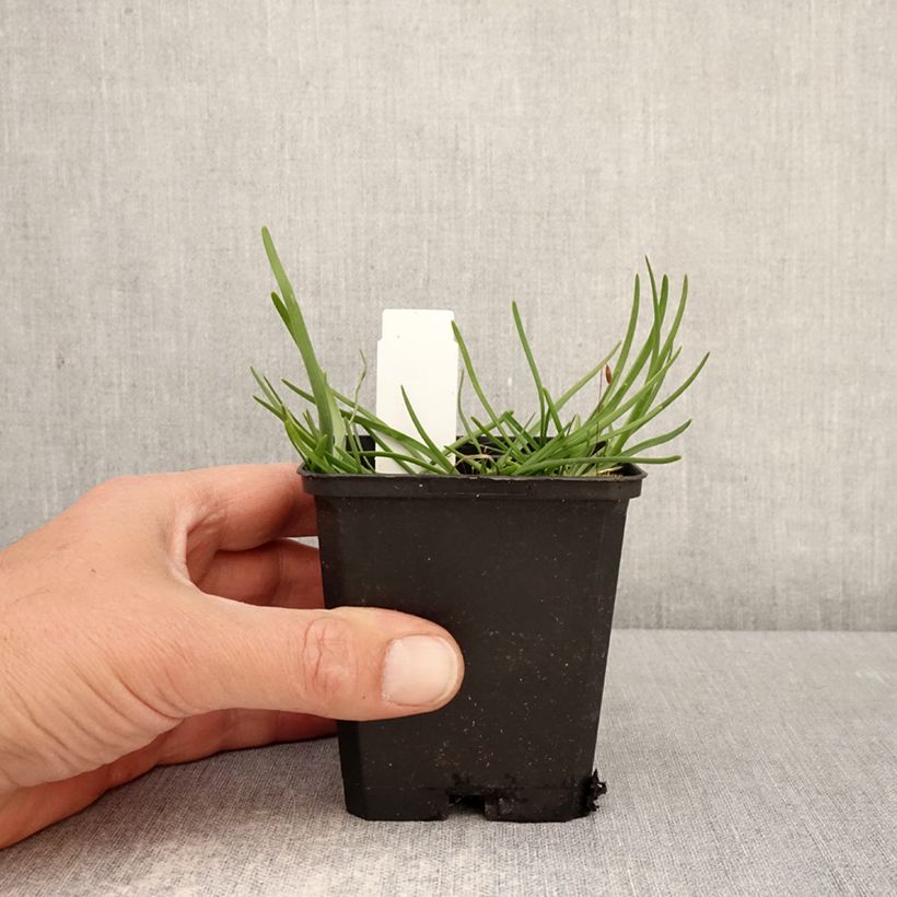 Esimerkki keväällä toimitetusta Vaarinlaukka - Allium senescens subsp. montanum Godet de 8/9 cm size I-taimesta