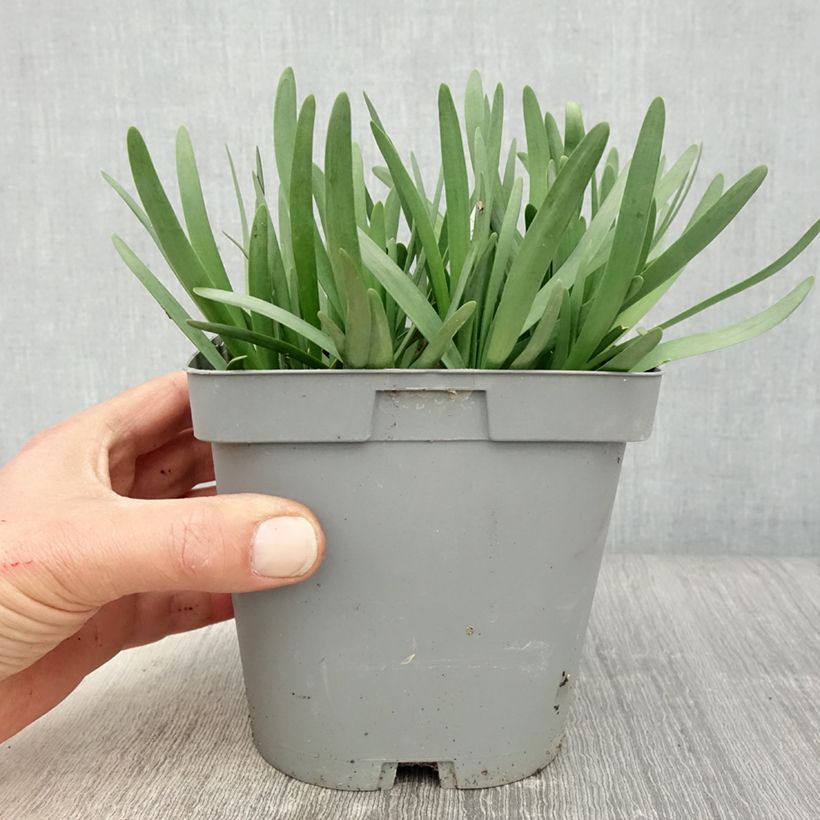 Esimerkki keväällä toimitetusta Ail d'ornement - Allium Serendipity Pot de 2L/3L-taimesta