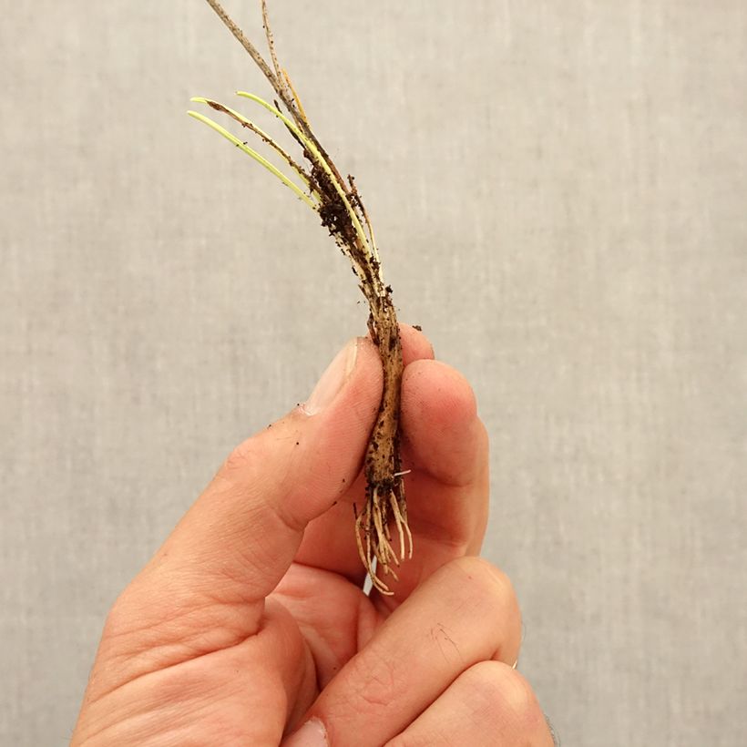 Esimerkki syksyllä toimitetusta Posliinilaukka - Allium sikkimense Bulbe size I-taimesta