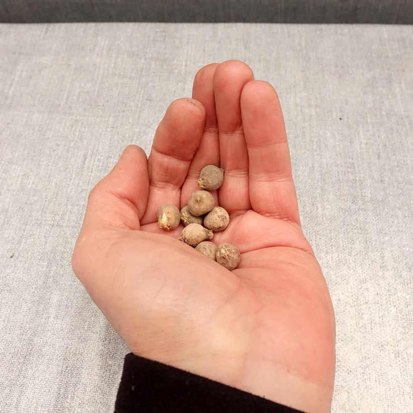 Esimerkki keväällä toimitetusta Pallerolaukka - Allium sphaerocephalon Bulbe size 4+-taimesta